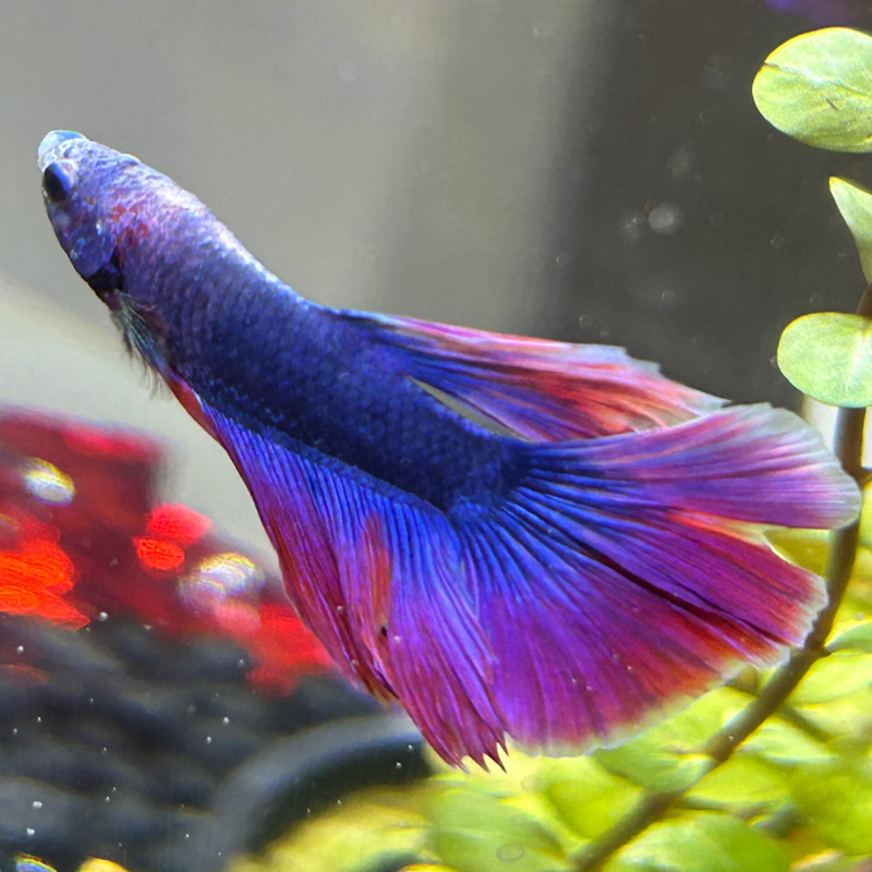 I love Pinterest! beta fish